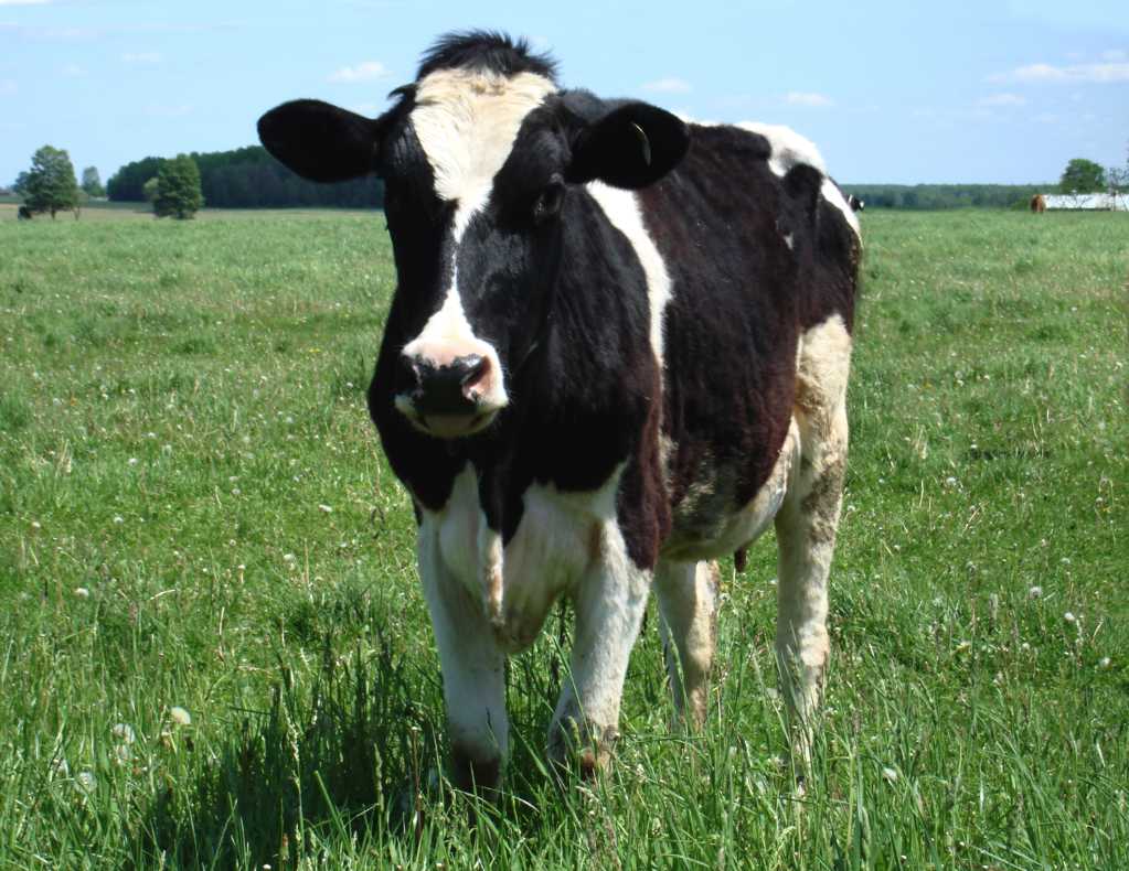 农场里的荷兰奶牛
