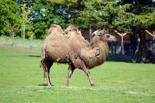 草坪上的双峰骆驼图片