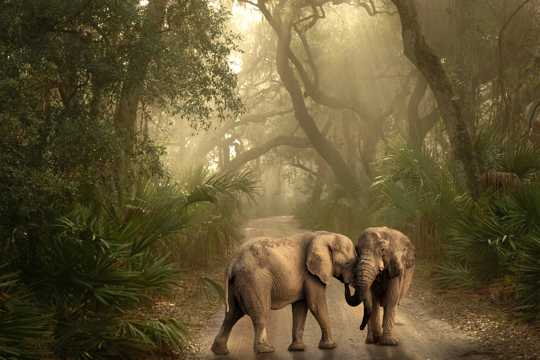丛林里打闹的两只大象