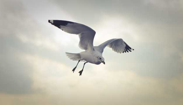 天空翱翔的海鸥