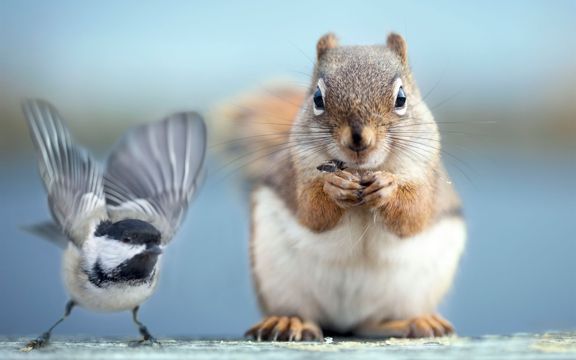 松鼠和小鸟图片