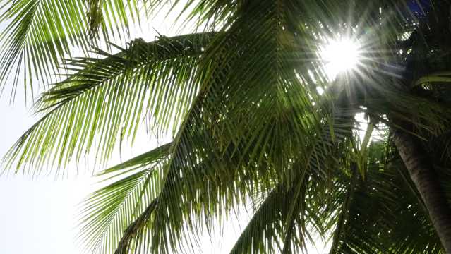 霞光照耀棕榈树图片