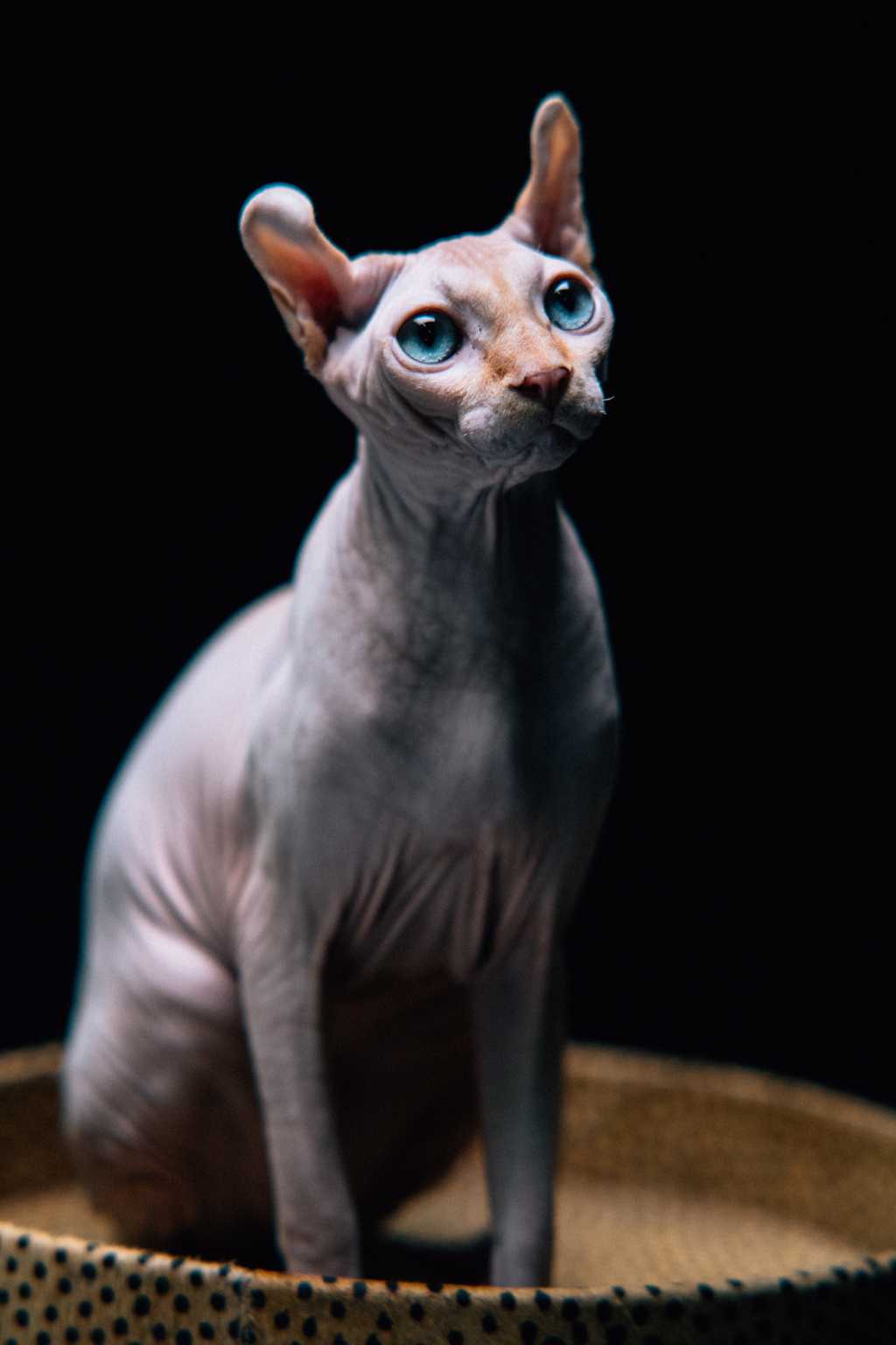 一只蓝眼睛无毛猫
