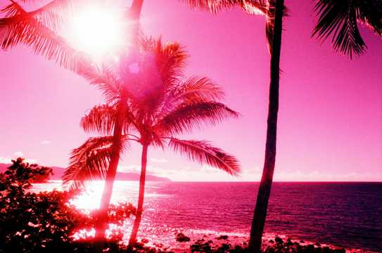 海滨椰子树红色梦幻