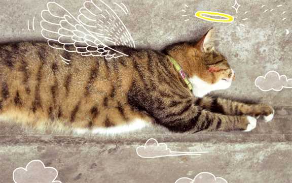 天使小猫咪图片