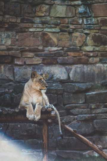休憩的狮子图片