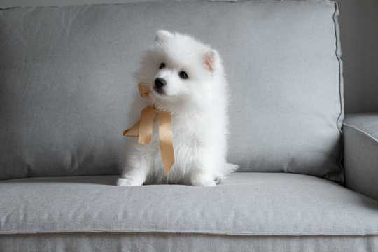 可爱的萨摩耶幼犬图片