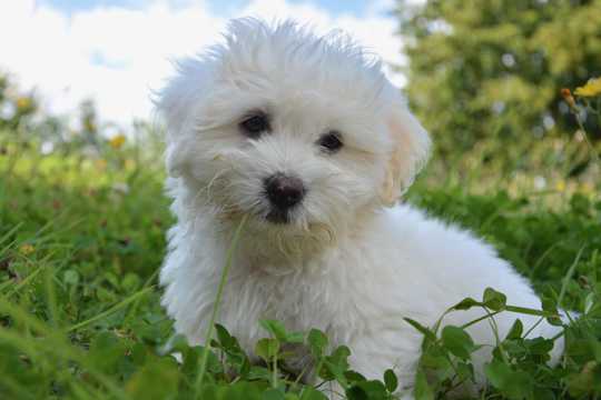 草原上白色幼犬图片