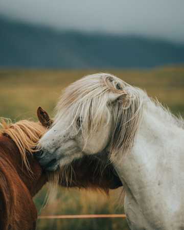 两匹马亲昵图片