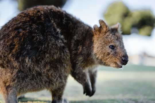 可爱的澳洲小袋鼠图片