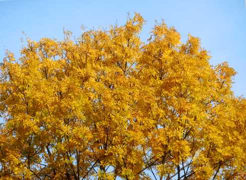 秋季树木黄树叶图片