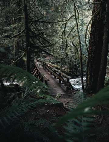 丛林里的木桥图片