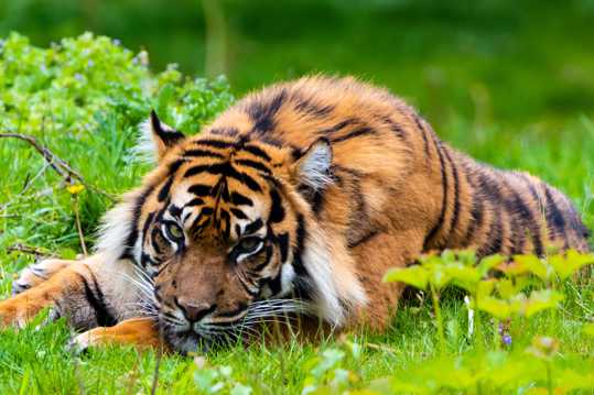 趴在草地上的老虎