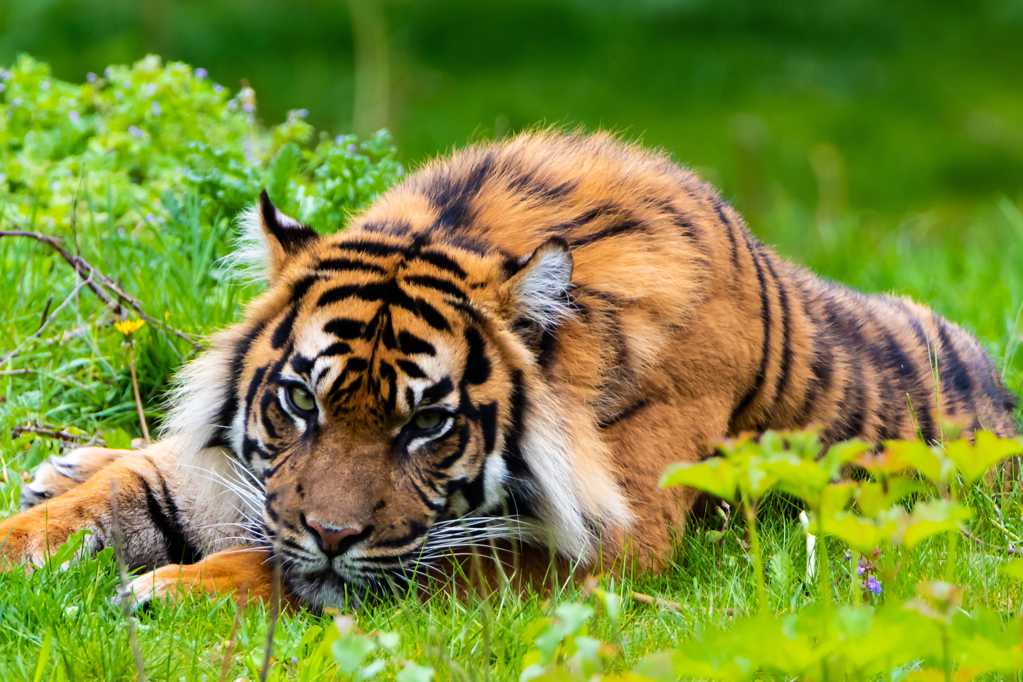 趴在草地上的老虎