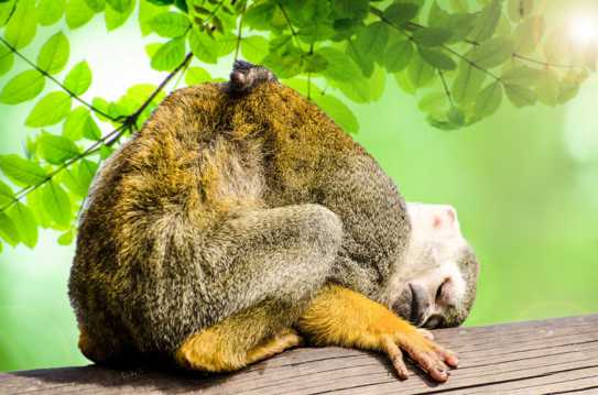 睡觉的松鼠猴图片