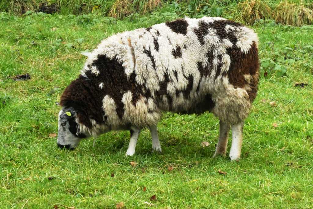 低头吃草的绵羊