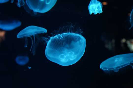 深海中的水母