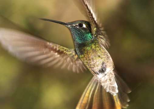 美丽的绿喉蜂鸟图片