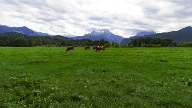 巴伐利亚原野景观图片