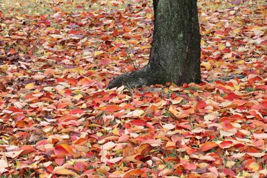 秋季的红色枯叶图片