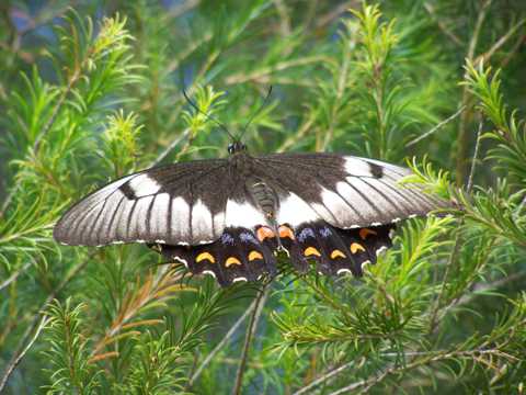 美丽迷人的燕尾蝶