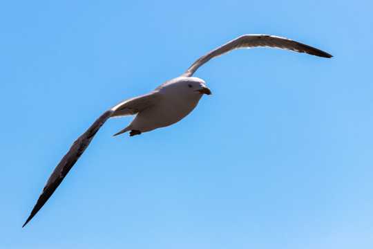 高空飞翔的海鸥图片