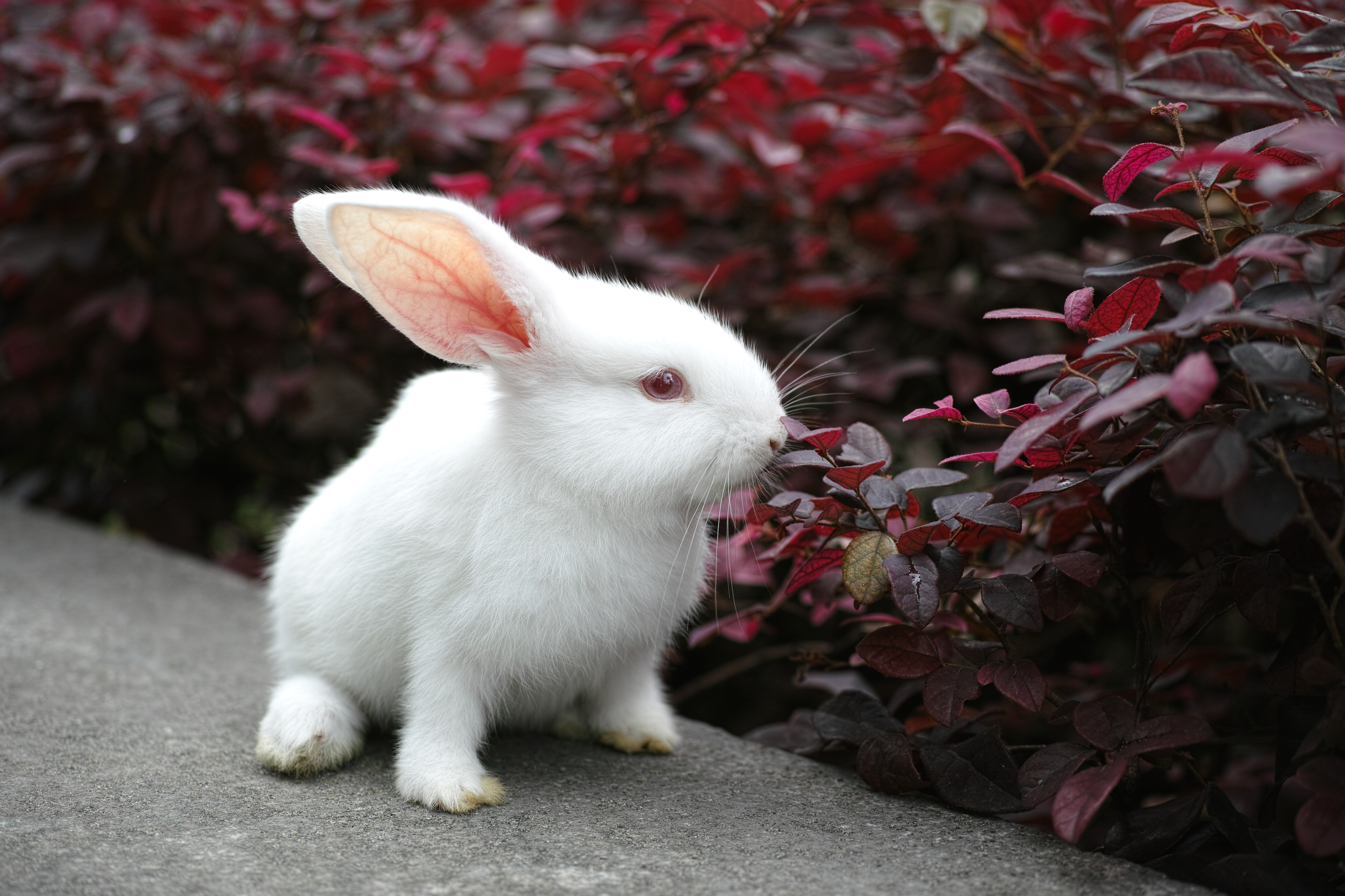 萌萌的小白兔图片1280x800分辨率查看