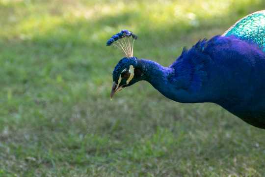 草地上美丽的蓝孔雀