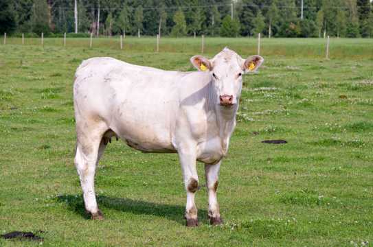 牧场里的白色奶牛