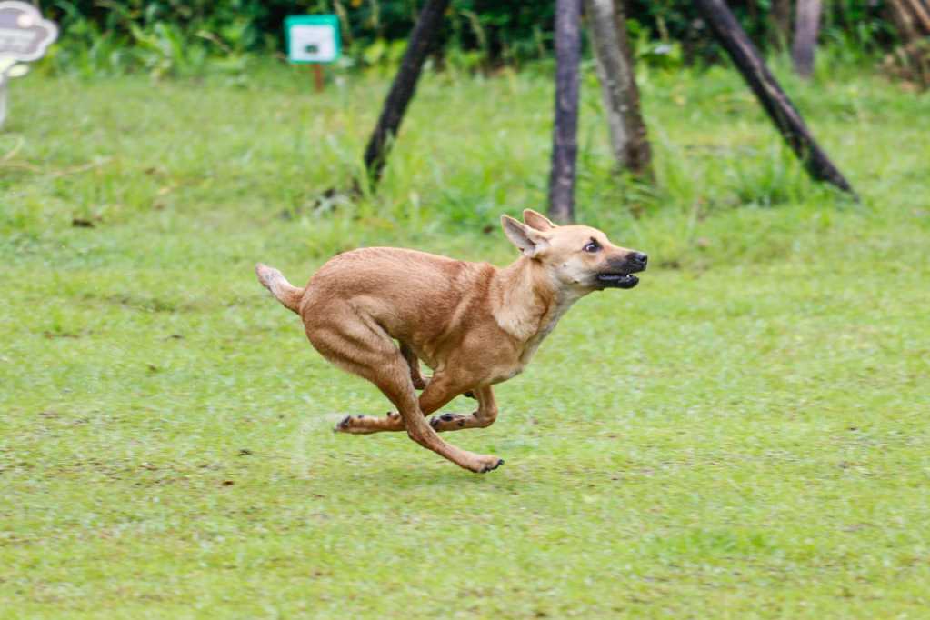 奔跑中的猎犬图片