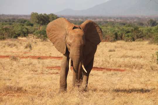 草场上徒步的大象图片