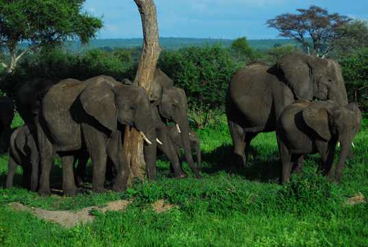 丛林野生大象群