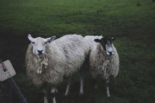 牧区可人绵羊图片