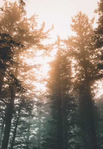 树林的晨雾风光图片