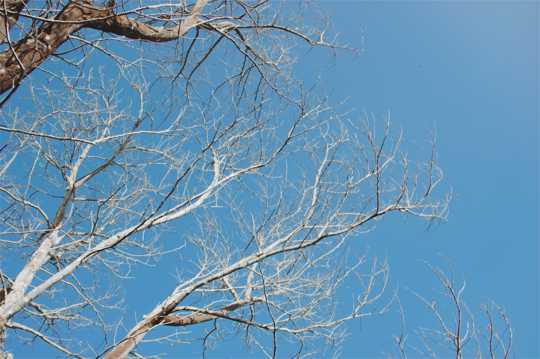 冬日的枯树枝图片