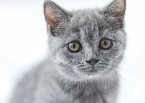 乖巧灰色小小猫图片