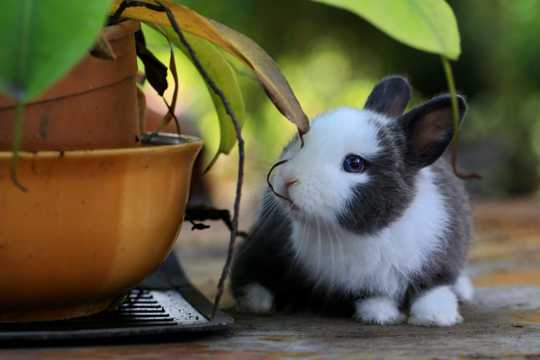 活泼可人的兔子