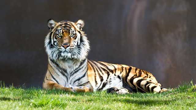 草原上的老虎图片