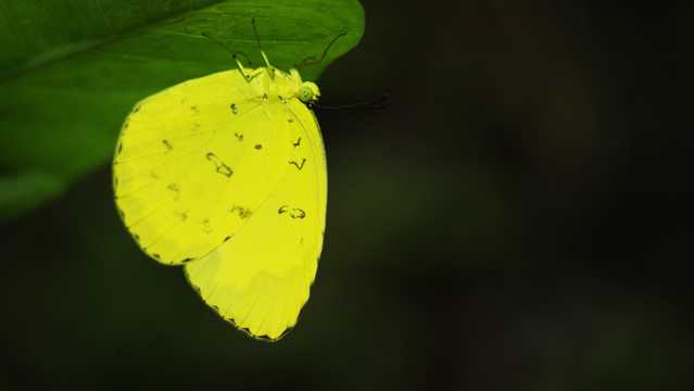 绿叶上的黄色蝴蝶