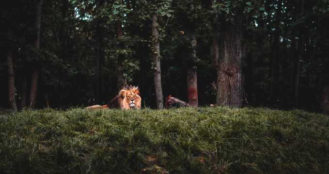 树林里的狮子图片