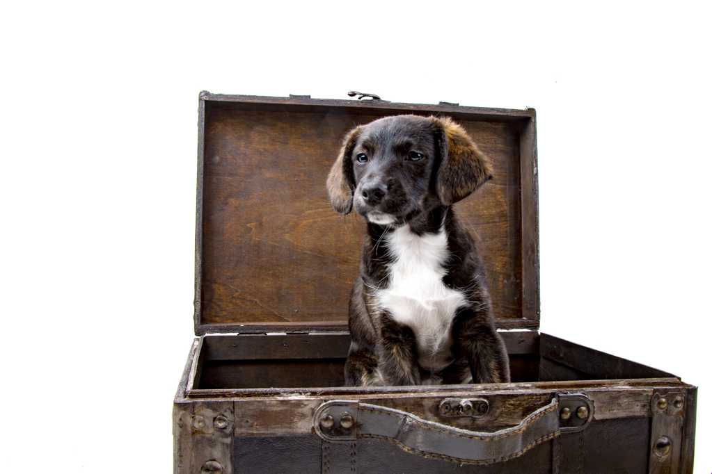 旅游箱里的小狗