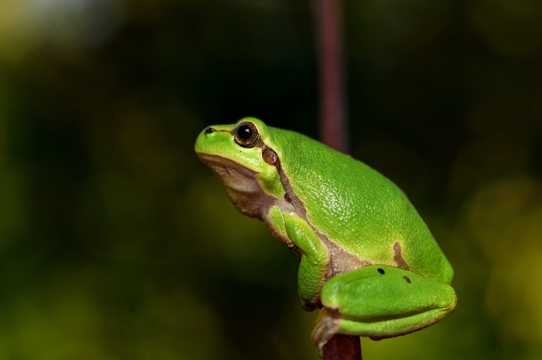 绿色雨蛙高清图片