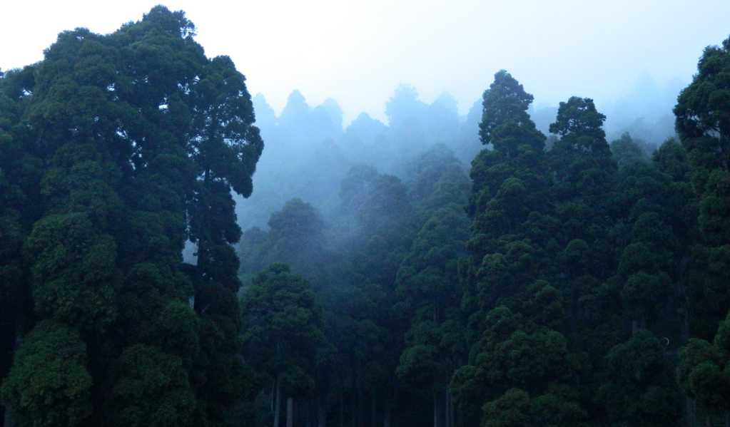 云雾缭绕的丛林图片