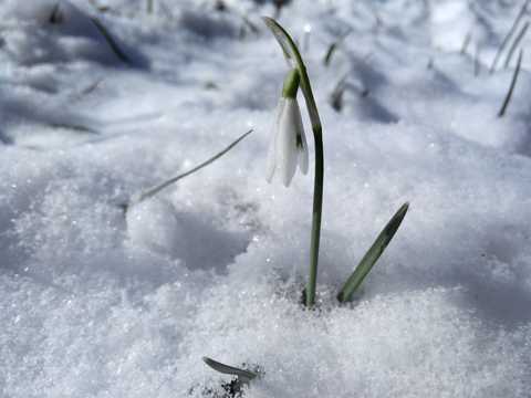 雪地的鲜花图片