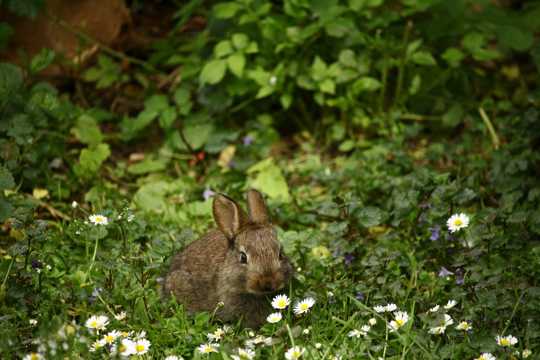 草丛里的灰色兔子