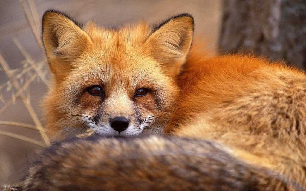 慵懒的赤狐图片