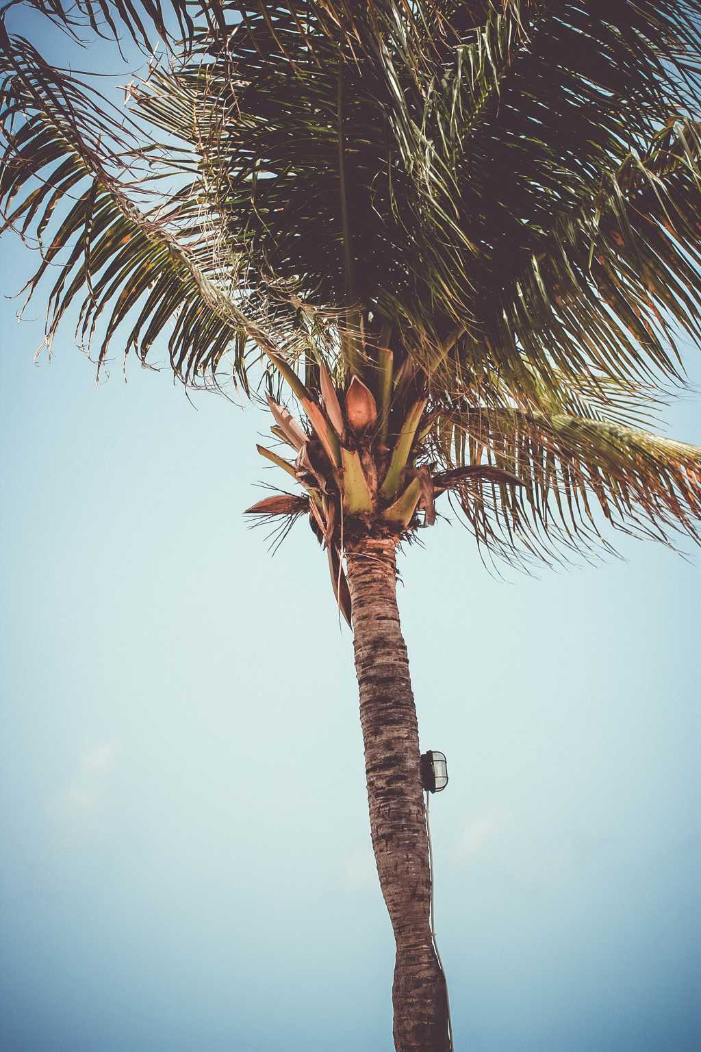 高雅椰子树图片