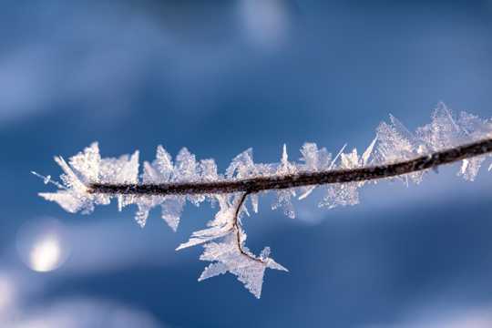 冬日枝头的冰晶图片