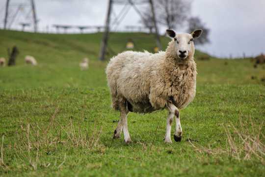 草地上的苏格兰绵羊图片