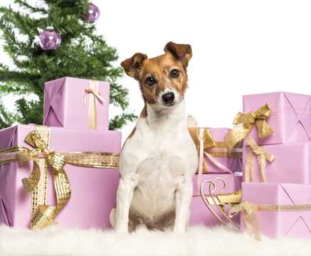 圣诞小狗与圣诞礼品图片